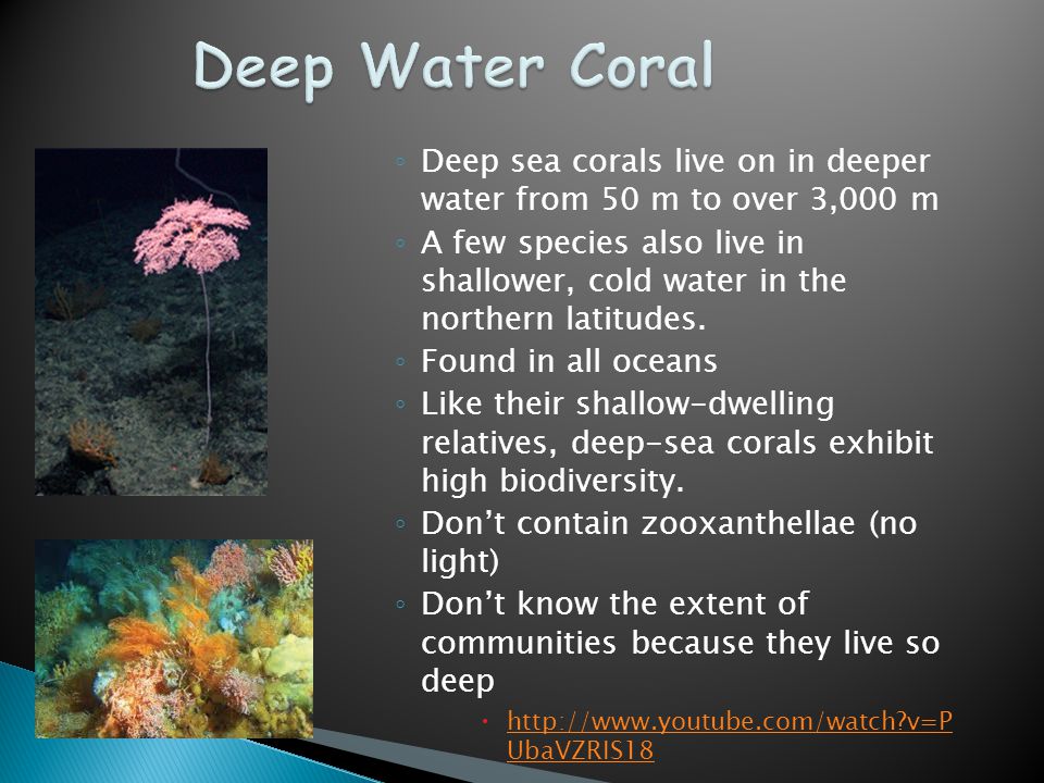 ◦ Deep sea corals live on in deeper water from 50 m to over 3,000 m ◦ A few species also live in shallower, cold water in the northern latitudes.