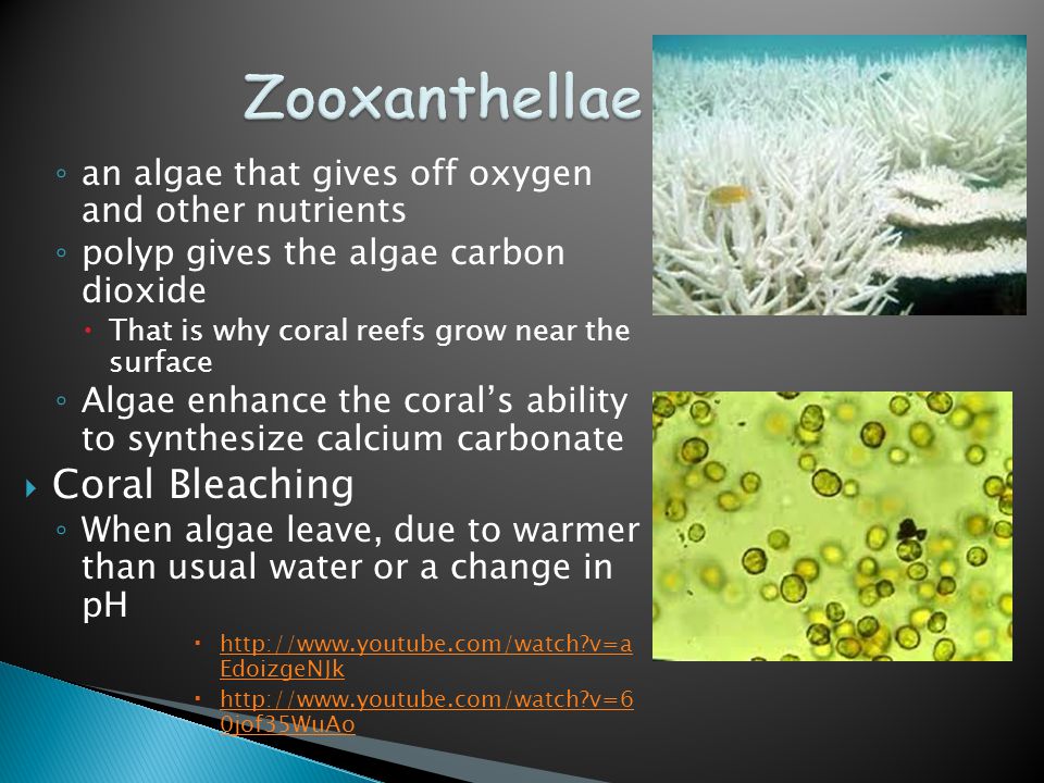 ◦ an algae that gives off oxygen and other nutrients ◦ polyp gives the algae carbon dioxide  That is why coral reefs grow near the surface ◦ Algae enhance the coral’s ability to synthesize calcium carbonate  Coral Bleaching ◦ When algae leave, due to warmer than usual water or a change in pH    v=a EdoizgeNJk   v=a EdoizgeNJk    v=6 0jof35WuAo   v=6 0jof35WuAo