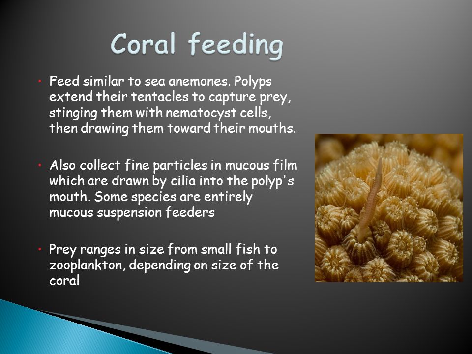  Feed similar to sea anemones.