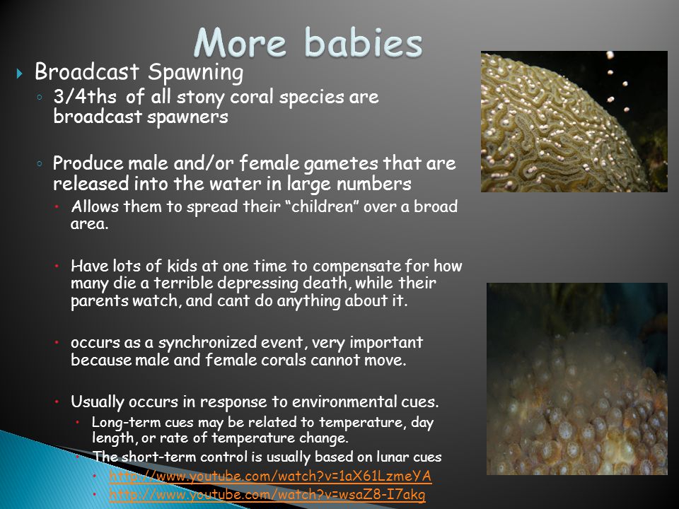  Broadcast Spawning ◦ 3/4ths of all stony coral species are broadcast spawners ◦ Produce male and/or female gametes that are released into the water in large numbers  Allows them to spread their children over a broad area.