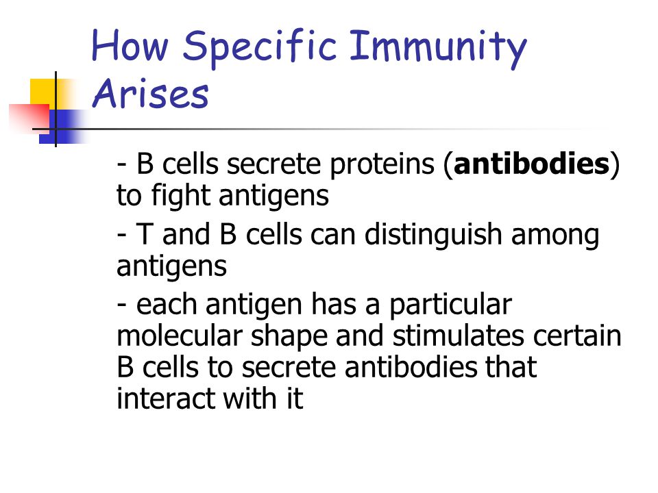 How Specific Immunity Arises - B cells secrete proteins (antibodies) to fight antigens - T and B cells can distinguish among antigens - each antigen has a particular molecular shape and stimulates certain B cells to secrete antibodies that interact with it