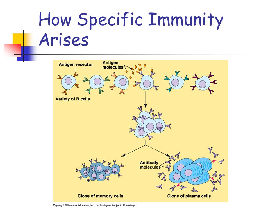 How Specific Immunity Arises