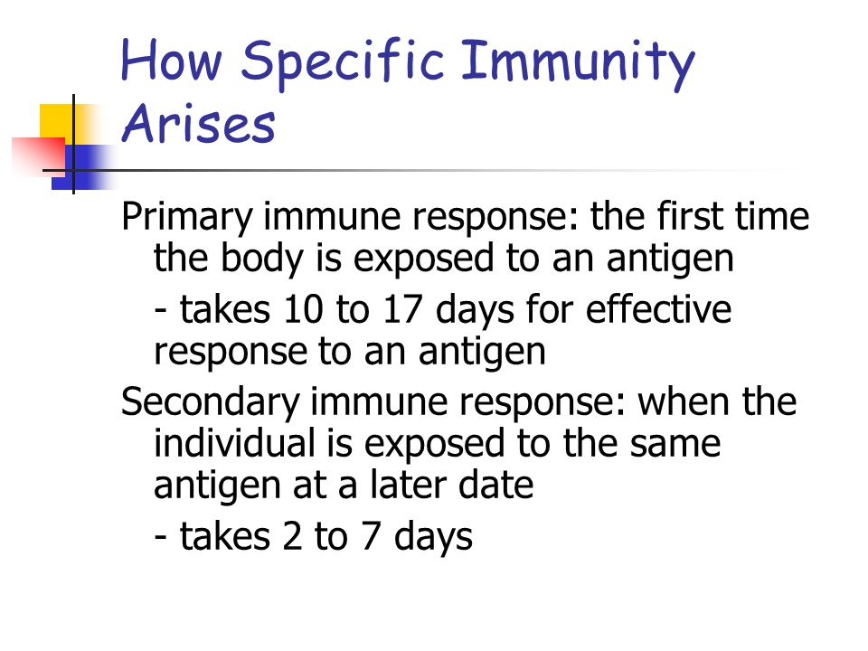 Primary immune response: the first time the body is exposed to an antigen - takes 10 to 17 days for effective response to an antigen Secondary immune response: when the individual is exposed to the same antigen at a later date - takes 2 to 7 days