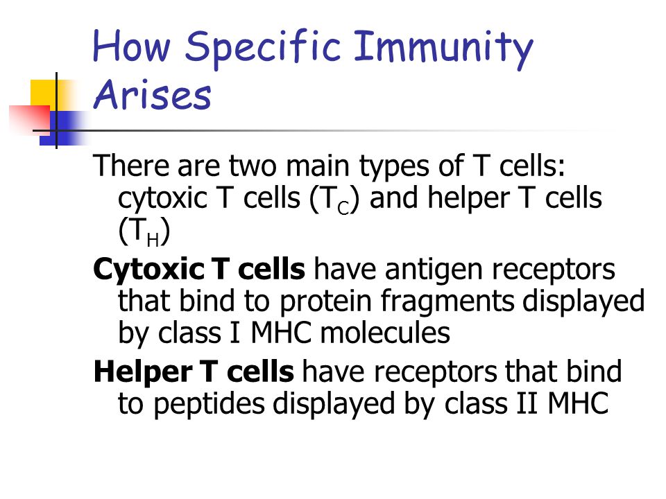 How Specific Immunity Arises There are two main types of T cells: cytoxic T cells (T C ) and helper T cells (T H ) Cytoxic T cells have antigen receptors that bind to protein fragments displayed by class I MHC molecules Helper T cells have receptors that bind to peptides displayed by class II MHC