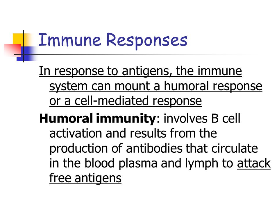 Immune Responses In response to antigens, the immune system can mount a humoral response or a cell-mediated response Humoral immunity: involves B cell activation and results from the production of antibodies that circulate in the blood plasma and lymph to attack free antigens