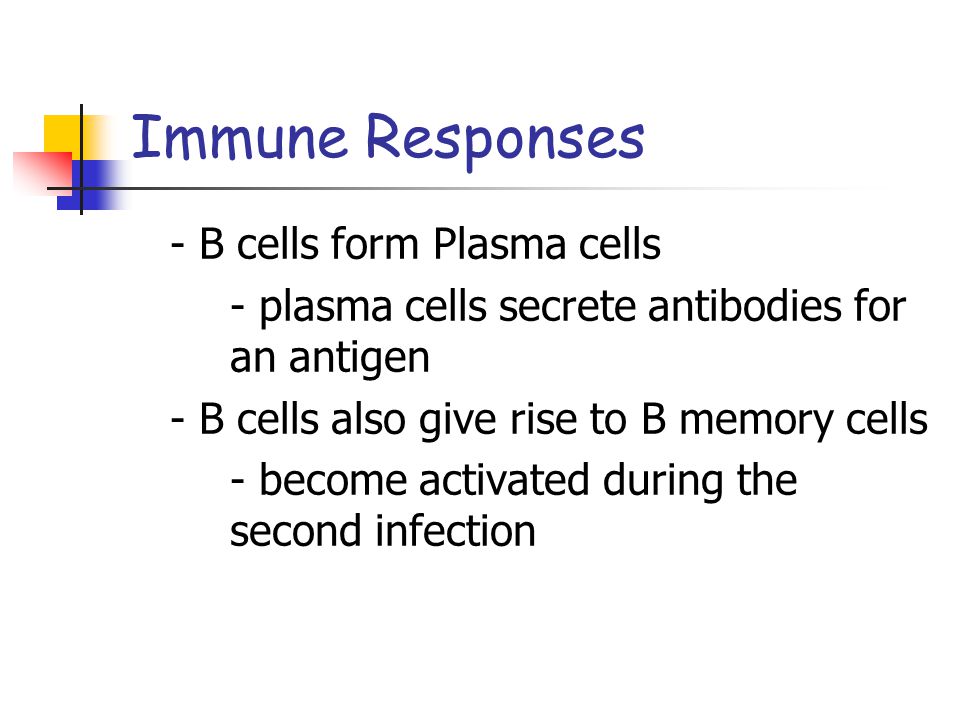 Immune Responses - B cells form Plasma cells - plasma cells secrete antibodies for an antigen - B cells also give rise to B memory cells - become activated during the second infection