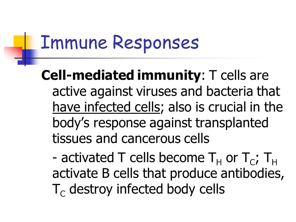 Immune Responses Cell-mediated immunity: T cells are active against viruses and bacteria that have infected cells; also is crucial in the body’s response against transplanted tissues and cancerous cells - activated T cells become T H or T C ; T H activate B cells that produce antibodies, T C destroy infected body cells