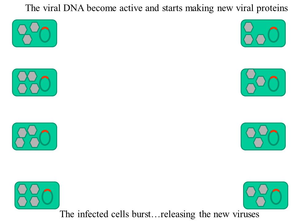 4 th Step: Assembly Same, except many new viruses are being assembled in many cells 5 th Step: Release Same, except many cells burst releasing many more viruses