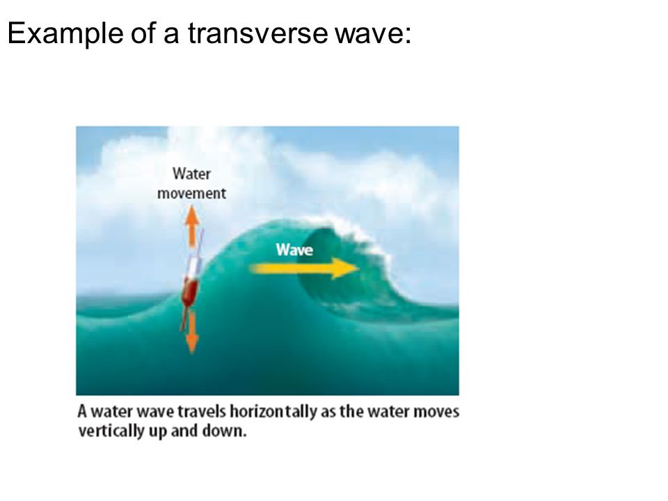 Example of a transverse wave: