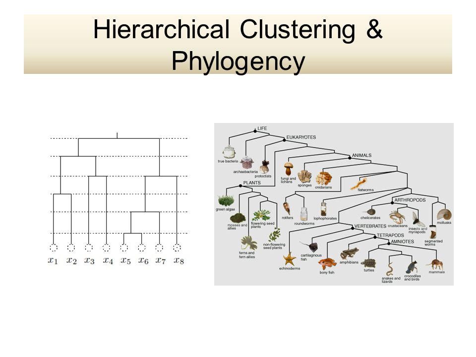 Hierarchical Clustering & Phylogency