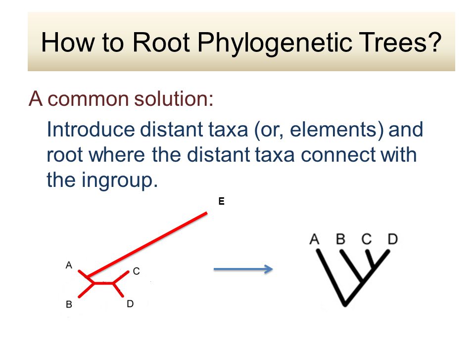 A common solution: Introduce distant taxa (or, elements) and root where the distant taxa connect with the ingroup.