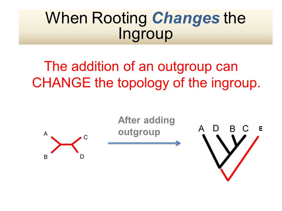 The addition of an outgroup can CHANGE the topology of the ingroup.