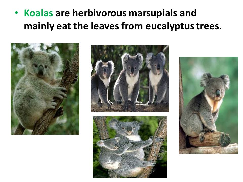 Koalas are herbivorous marsupials and mainly eat the leaves from eucalyptus trees.