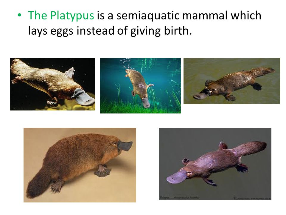 The Platypus is a semiaquatic mammal which lays eggs instead of giving birth.