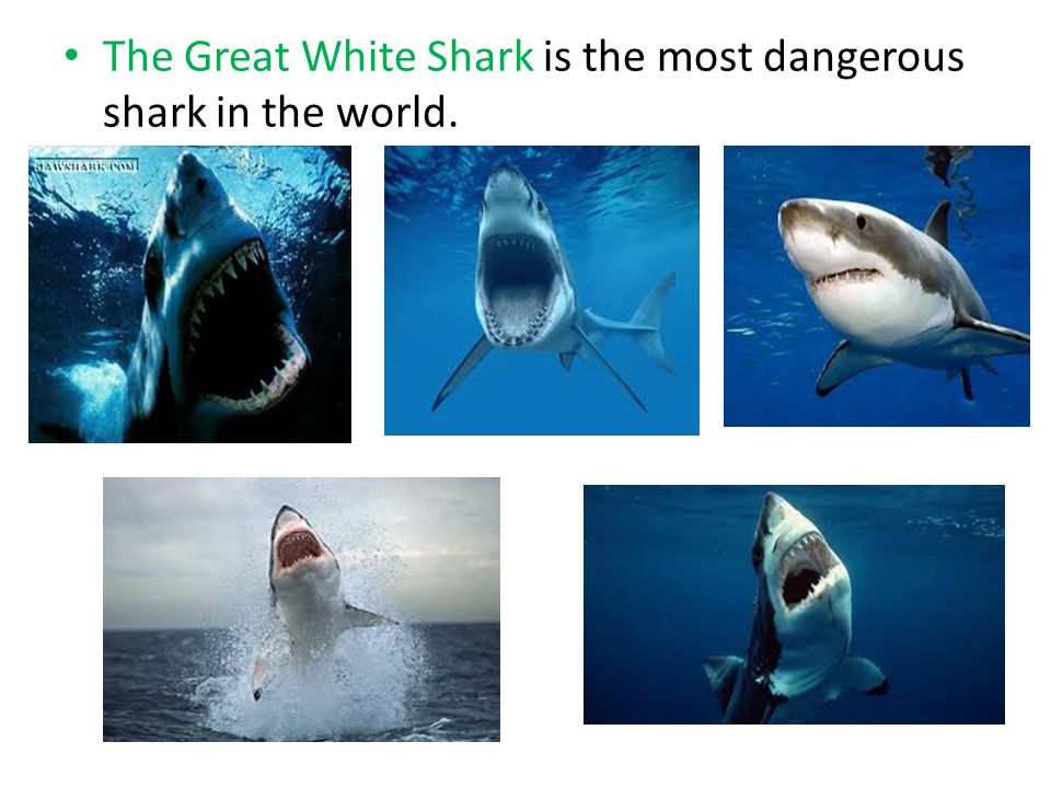 The Great White Shark is the most dangerous shark in the world.