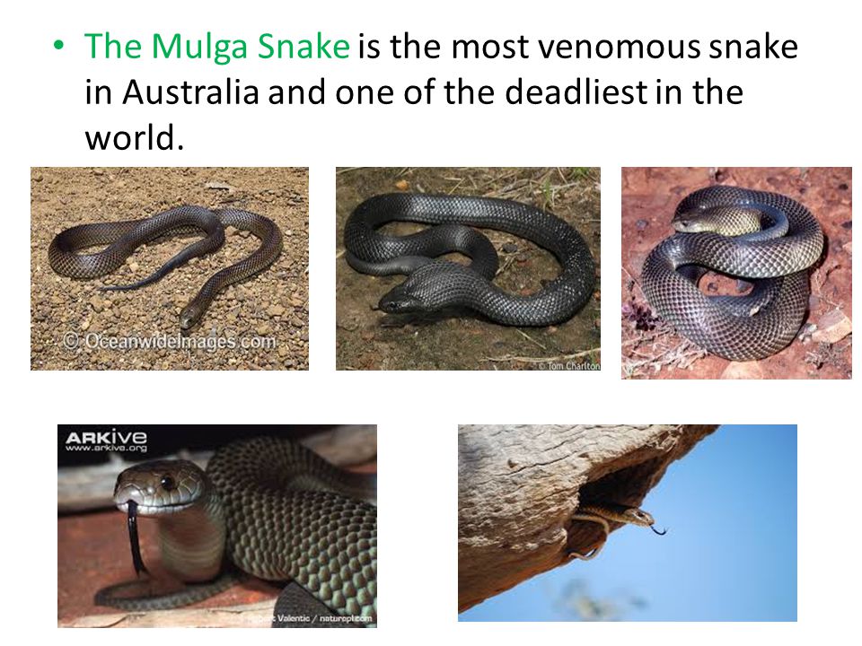 The Mulga Snake is the most venomous snake in Australia and one of the deadliest in the world.