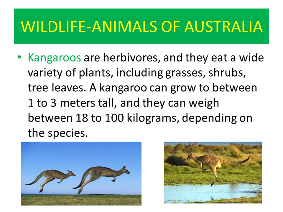 WILDLIFE-ANIMALS OF AUSTRALIA Kangaroos are herbivores, and they eat a wide variety of plants, including grasses, shrubs, tree leaves.