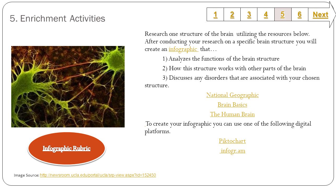 5. Enrichment Activities Research one structure of the brain utilizing the resources below.