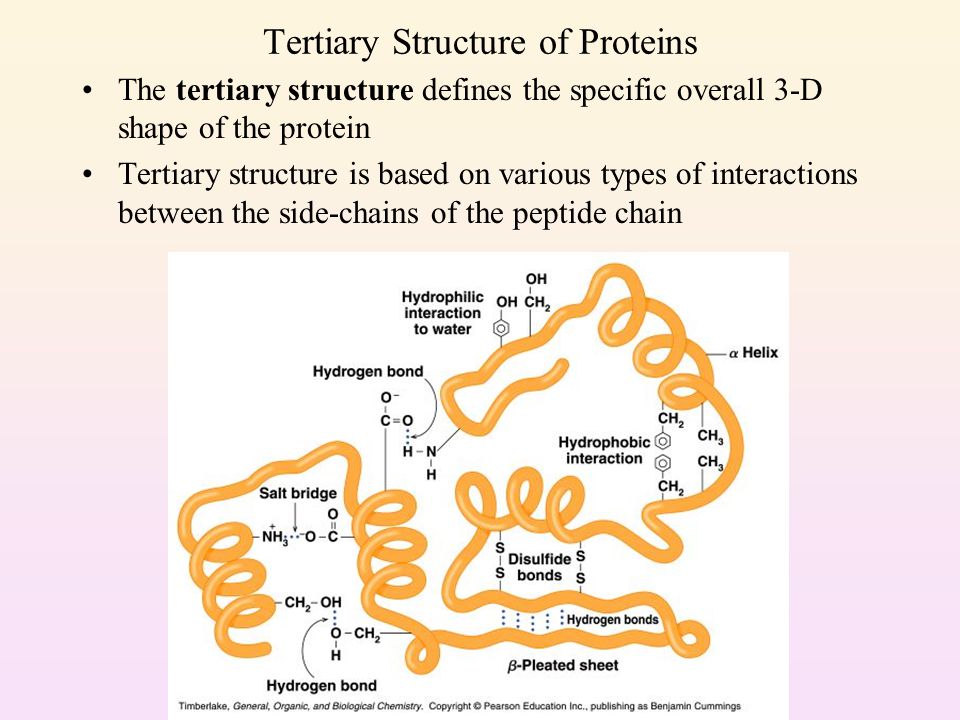 tertiary structure of proteins