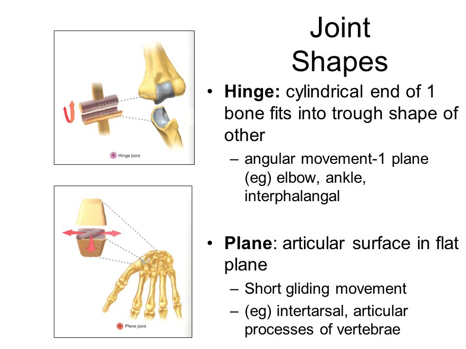 Joint Shapes Hinge: cylindrical end of 1 bone fits into trough shape of other –angular movement-1 plane (eg) elbow, ankle, interphalangal Plane: articular surface in flat plane –Short gliding movement –(eg) intertarsal, articular processes of vertebrae