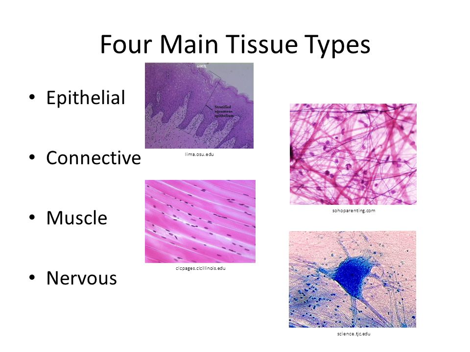 Histology. Objectives Define histology Describe the four main tissue types  Identify the various tissues that fall under the four main tissues types,  their. - ppt download