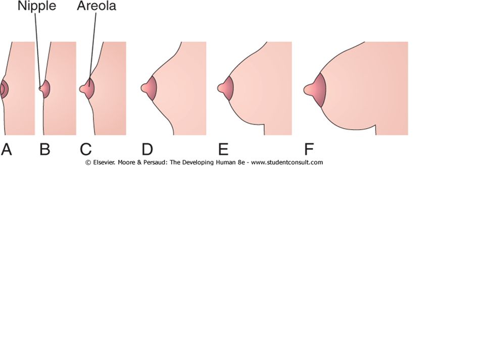 breast development areole Breast development areole