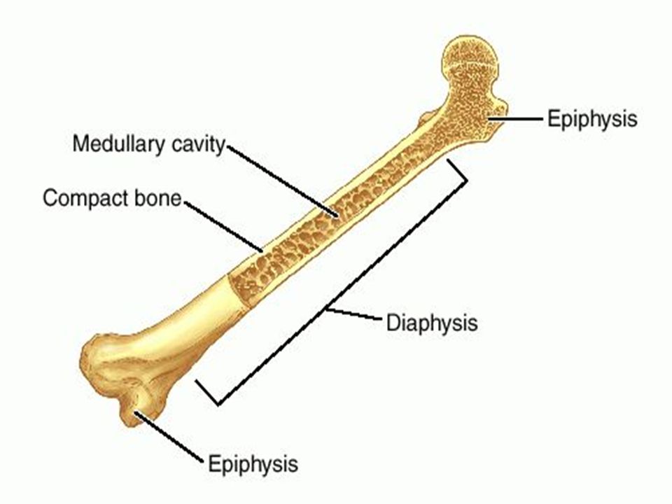 Long bone. Эпифиз кости. Epiphysis латынь. Diaphysis. Diaphysis латынь.