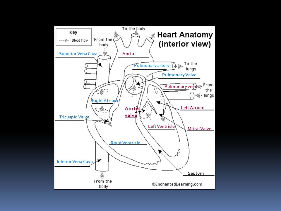 Chapter 15 – page 408 Cardiovascular system