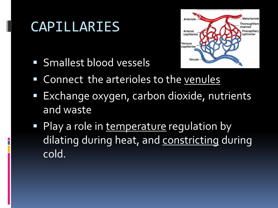 ARTERIOLES  Smaller arteries as they move away from the heart  Connect with the capillaries