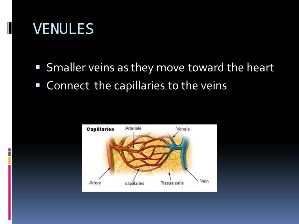 CAPILLARIES  Smallest blood vessels  Connect the arterioles to the venules  Exchange oxygen, carbon dioxide, nutrients and waste  Play a role in temperature regulation by dilating during heat, and constricting during cold.