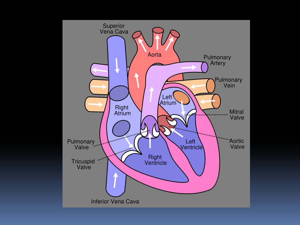 Aorta Pulmonary artery Pulmonary Valve Pulmonary vein Left Atrium Mitral Valve Left Ventricle Septum Right Ventricle Inferior Vena Cava Tricuspid Valve Right Atrium Superior Vena Cava Aortic valve