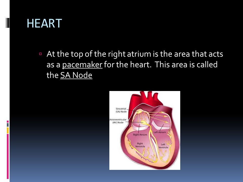 HEART  Contains four chambers  Small upper chambers are called the left and right atrium  Larger lower chambers are called the left and right ventricles  A wall of tissue called the septum separates the right side from the left side  Valves between the atria and the ventricles allow blood to flow.