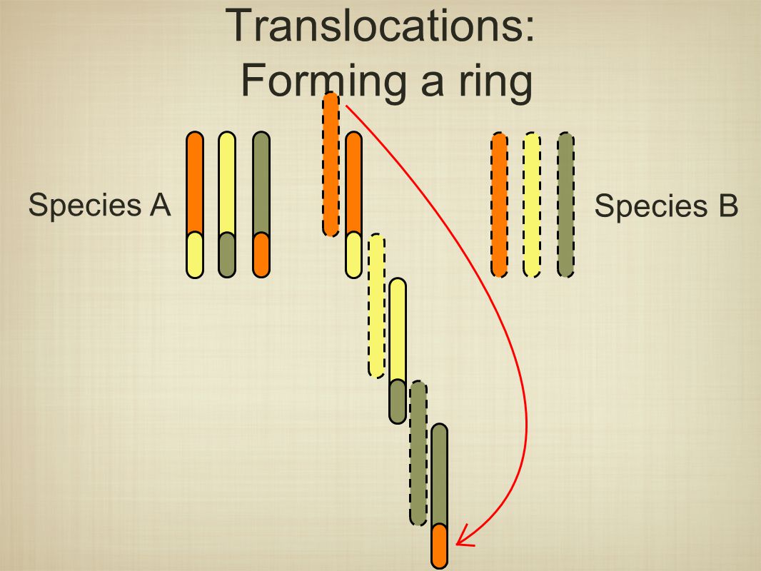 Translocations: Forming a ring Species A Species B