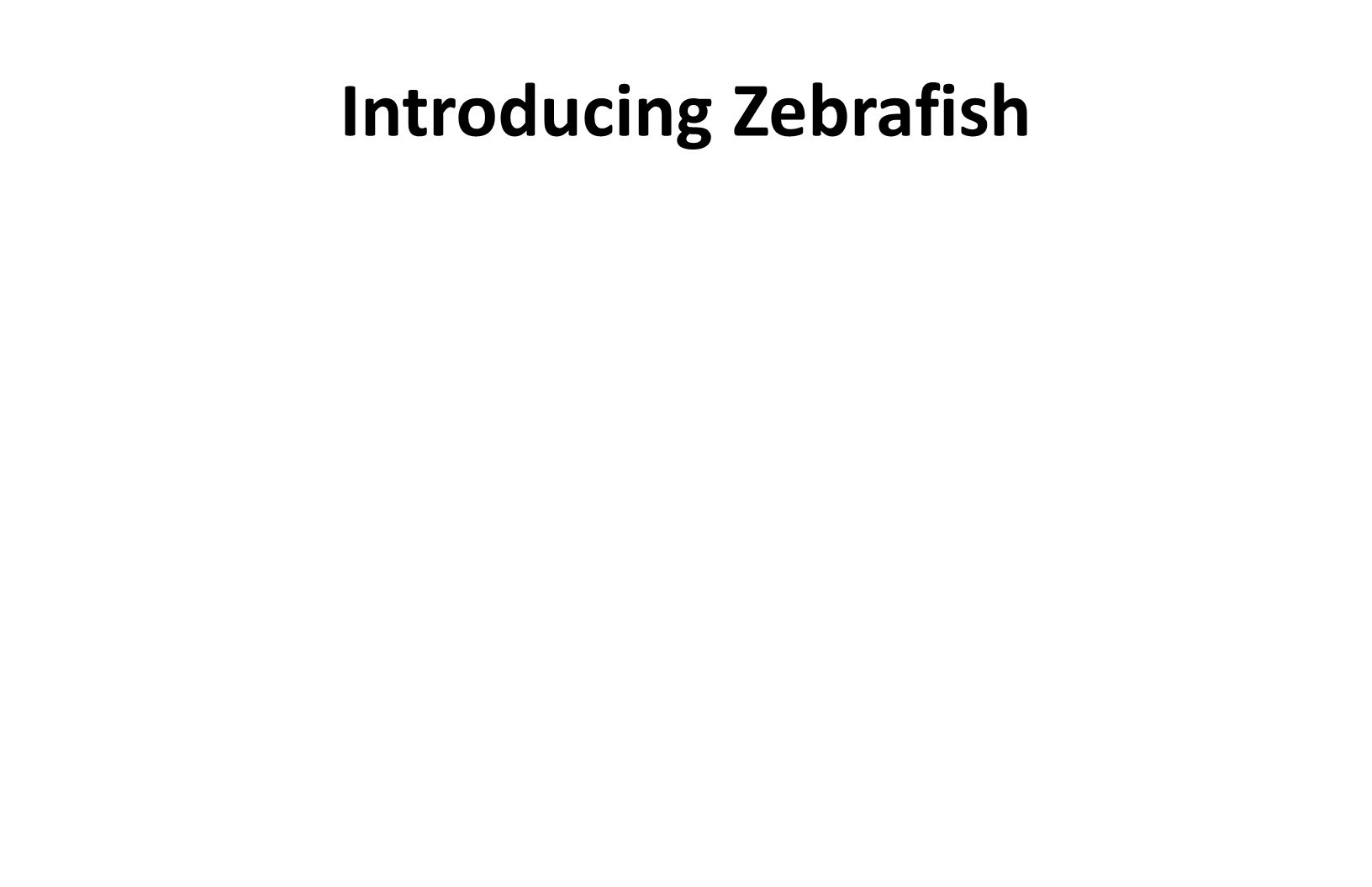 Introducing Zebrafish