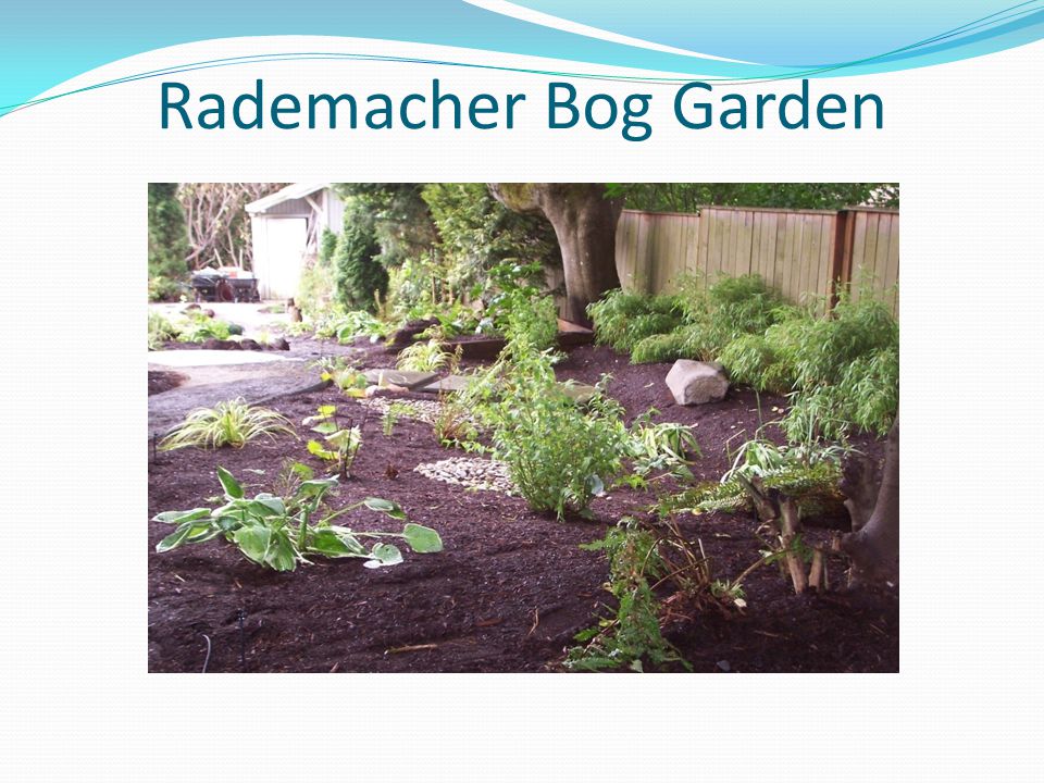 Rademacher Bog Garden