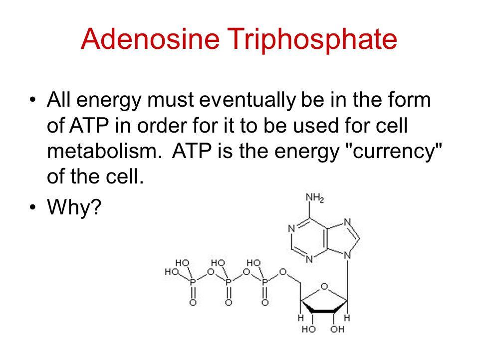 Adenosine Triphosphate All energy must eventually be in the form of ATP in order for it to be used for cell metabolism.