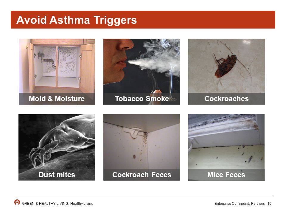 Enterprise Community Partners | 10GREEN & HEALTHY LIVING: Healthy Living Mold & MoistureCockroachesTobacco Smoke Dust mitesCockroach FecesMice Feces Avoid Asthma Triggers