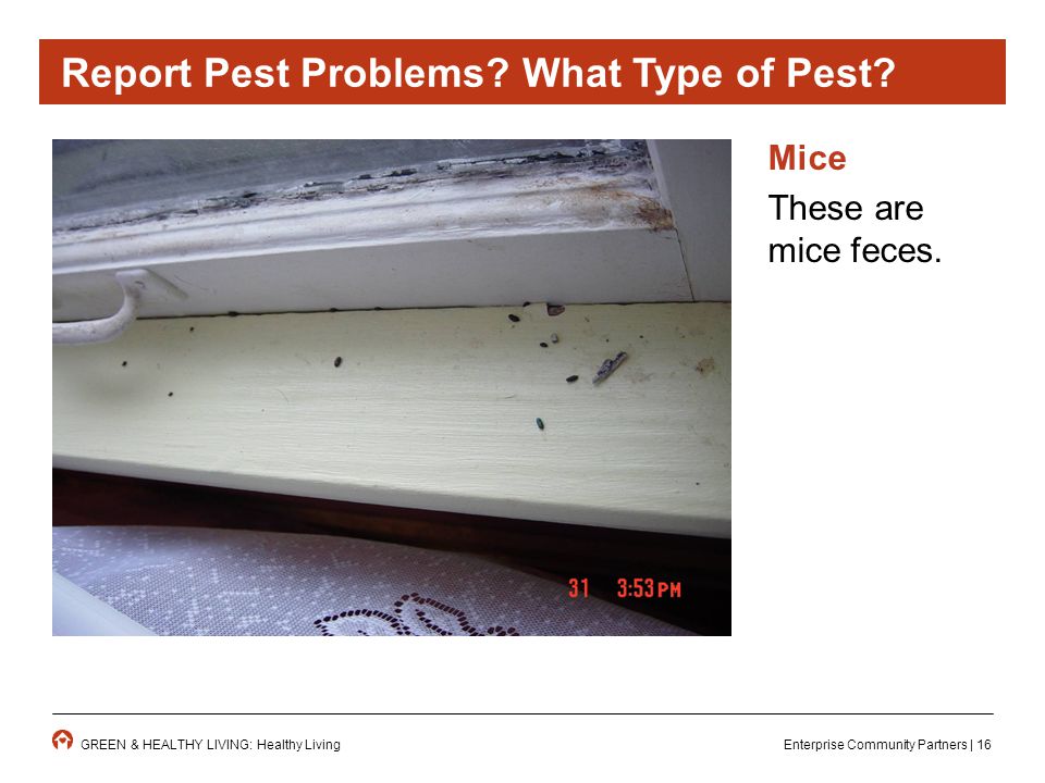 Enterprise Community Partners | 16GREEN & HEALTHY LIVING: Healthy Living Mice These are mice feces.