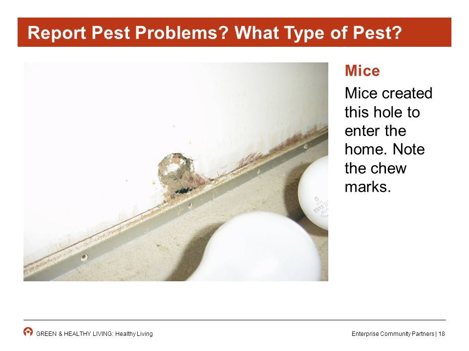 Enterprise Community Partners | 18GREEN & HEALTHY LIVING: Healthy Living Mice Mice created this hole to enter the home.