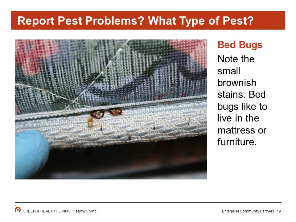 Enterprise Community Partners | 19GREEN & HEALTHY LIVING: Healthy Living Bed Bugs Note the small brownish stains.