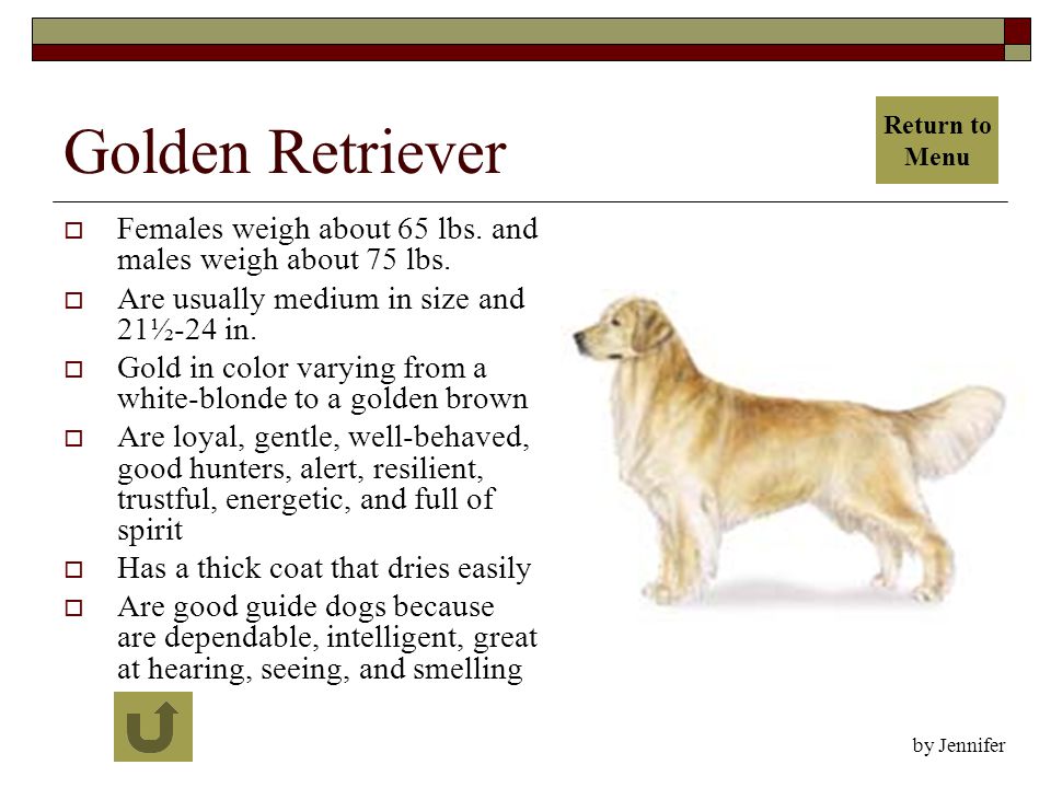 Golden Retriever  Females weigh about 65 lbs. and males weigh about 75 lbs.