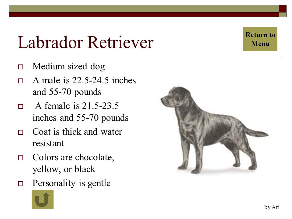 Labrador Retriever  Medium sized dog  A male is inches and pounds  A female is inches and pounds  Coat is thick and water resistant  Colors are chocolate, yellow, or black  Personality is gentle by Ari Return to Menu