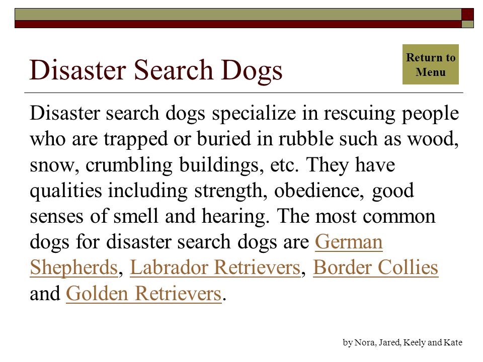 Disaster Search Dogs Disaster search dogs specialize in rescuing people who are trapped or buried in rubble such as wood, snow, crumbling buildings, etc.