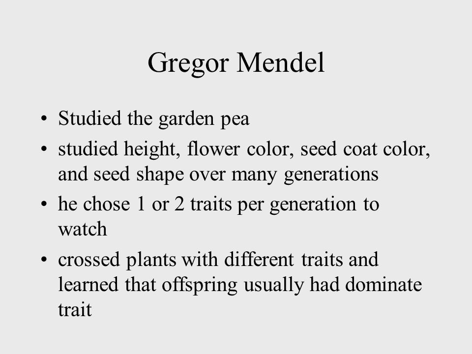 Gregor Mendel Studied the garden pea studied height, flower color, seed coat color, and seed shape over many generations he chose 1 or 2 traits per generation to watch crossed plants with different traits and learned that offspring usually had dominate trait
