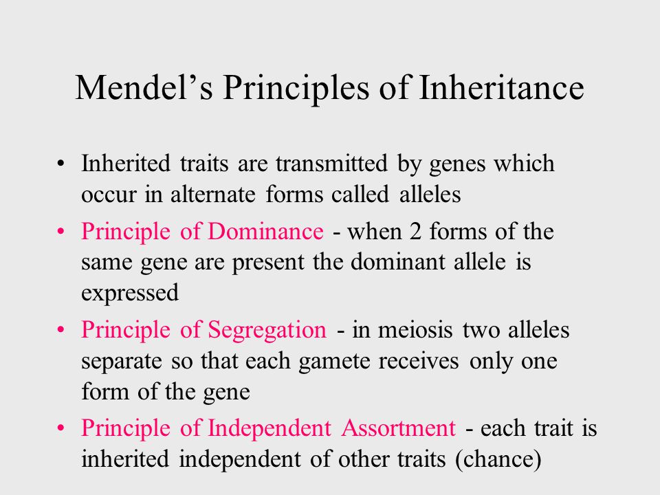 Mendel’s Principles of Inheritance Inherited traits are transmitted by genes which occur in alternate forms called alleles Principle of Dominance - when 2 forms of the same gene are present the dominant allele is expressed Principle of Segregation - in meiosis two alleles separate so that each gamete receives only one form of the gene Principle of Independent Assortment - each trait is inherited independent of other traits (chance)