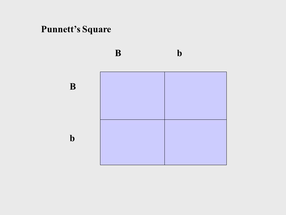 B b BbBb Punnett’s Square