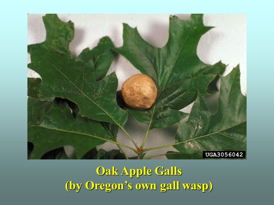 Oak Apple Galls (by Oregon’s own gall wasp)