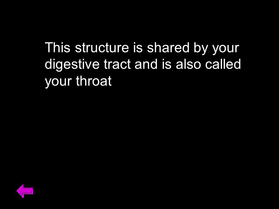 This structure is shared by your digestive tract and is also called your throat