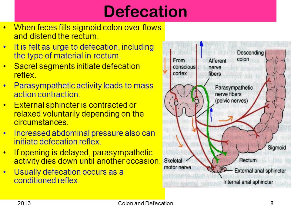 defacation reflex