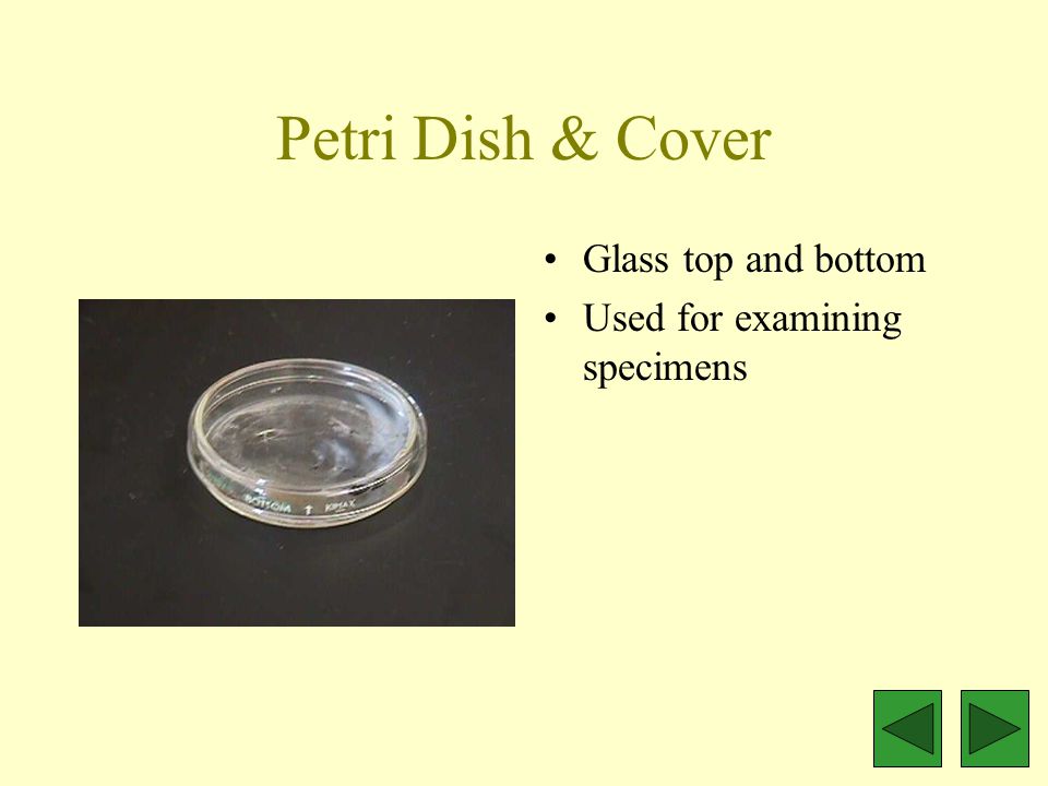 Petri Dish & Cover Glass top and bottom Used for examining specimens